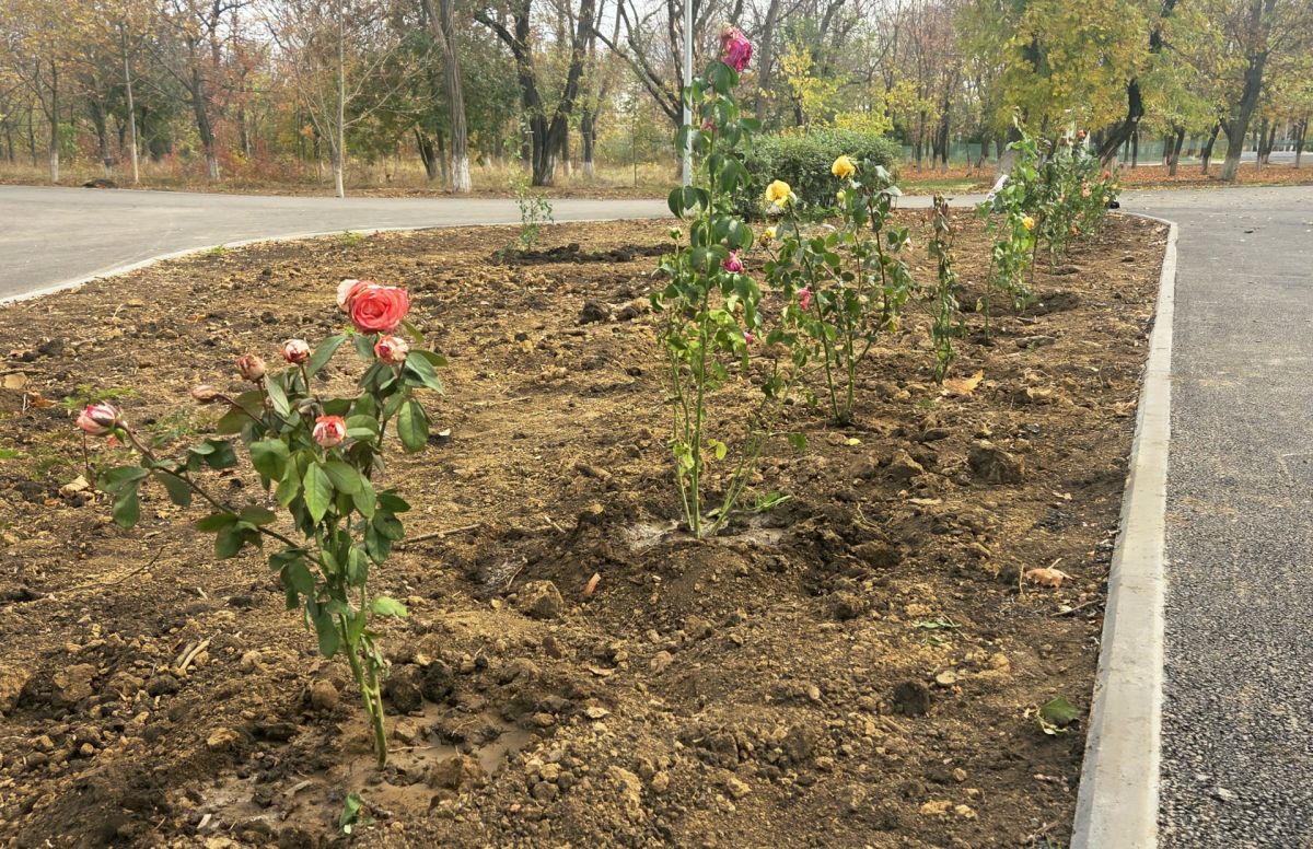 Краснодонцы объединяются ради озеленения парка Краснодонцы объединяются ради озеленения парка