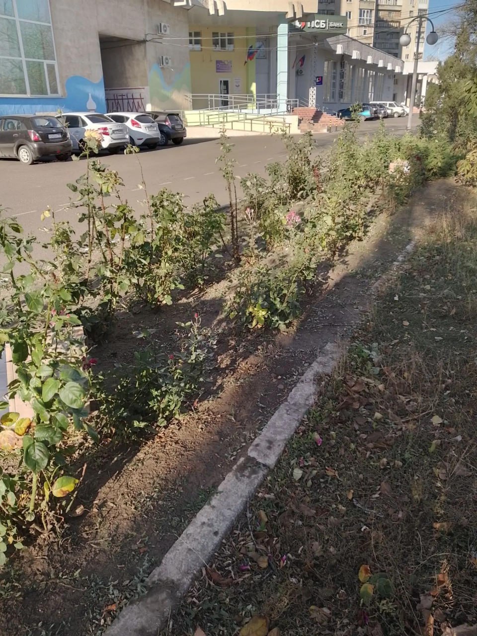 В Краснодоне полным ходом идут сезонные работы по подготовке зеленых насаждений к предстоящим холодам